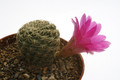 sulcorebutia mizquensis r194 9857