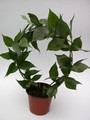 hoya polyneura 3932