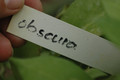 hoya obscura 10