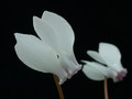 cyclamen hederifolia album 03