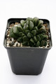 haworthia maughanii x truncata 1478