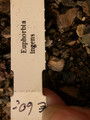 euphorbia ingens 1523