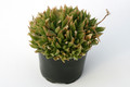 haworthia ryderiana 7250