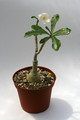 adenium cv kao keimook 9601