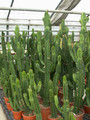 euphorbia ingens 01