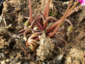 cyclamen hederifolium 04