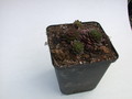 sempervivum topas 5745