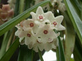 hoya sheperdii 01