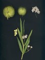 gomphocarpus fruticosus 10
