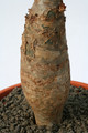 jatropha podagrica 0470