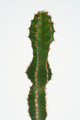 euphorbia pseudocactus 60cm 3688