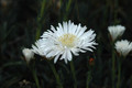 lampranthus schiewe 01