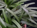 ophiopogon kyoto dwarf 02