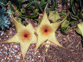 stapelia nobilis 03