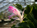 schlumbergera hatherton charm 208