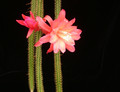 aporocactus klaerchen 04