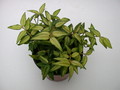 hoya bella louise buis 3986