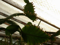 rhipsalis pachyptera03 21