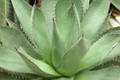 agave shawii 06