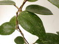 hoya parasitica lao 3928