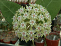hoya parasitica 0194 01