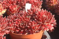 sempervivum arachnoideum rote selektion 1384