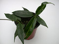 hoya macgillivrayi 3981