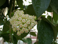 hoya parasitica citrina c3 paul 02