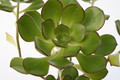 aeonium decorum 7191