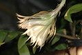 epiphyllum chrysocardium 6591