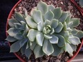 echeveria peackockii bleute