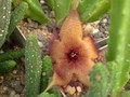 stapelia tsomoensis PB2143 IAS872 01
