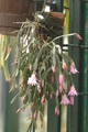 hatiora rosea frohning 9598 rbi 433 9383
