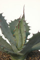 agave shrevei magna 8610