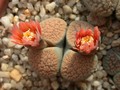 lithops verrucosa verrucosa4