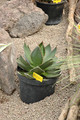 agave ghiesbreghtii