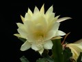 eh yellow gem 9910 04