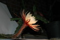 selenicereus muellers mandarin 6787