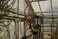selenicereus grandiflorus koenigin 2006 05 9732