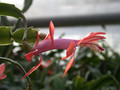 schlumbergera thor vida 04