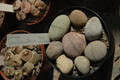 lithops kieselsteinianus