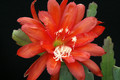 eh indian fox 7074 5155