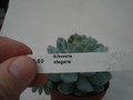 echeveria elegans 8299