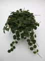 hoya serpens 3952
