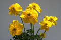 trollius pumilus 8563