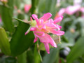 schlumbergera brunt sport 01