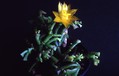 hatiora epiphylloides bradei1