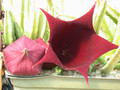 stapelia ledinii 05