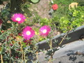 lampranthus magenta 1234