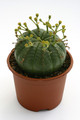 euphorbia meloforms 9784